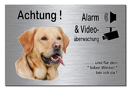 Labrador blond-Alarm + Videoüberwachung-Hund-Schild-Hundeschild-300 x 200 x 3 mm-Aluminium Edelstahloptik-Hunde-Tierschild-Warnschild-Hinweisschild (133-44 ohne Löcher) von Generisch