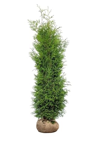 Lebensbaum ‚Brabant‘ – Thuja occidentalis – Heckenpflanze – Auswahl der Höhe 60–225 cm – immergrün & schnell wachsend – ideal für dichte Hecken und Sichtschutz (Variante 180-200cm) von Generisch