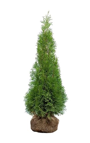 Lebensbaum ‚Smaragd‘ – Thuja occidentalis – Heckenpflanze – Auswahl der Höhe 60–225 cm – immergrün & robust – ideal für dichte Hecken und Sichtschutz (Variante 100-120cm) von Generisch