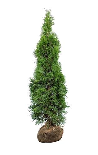 Lebensbaum ‚Smaragd‘ – Thuja occidentalis – Heckenpflanze – Auswahl der Höhe 60–225 cm – immergrün & robust – ideal für dichte Hecken und Sichtschutz (Variante 140-160cm) von Generisch