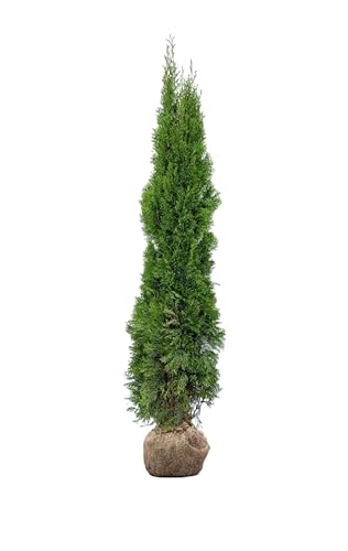 Lebensbaum ‚Smaragd‘ – Thuja occidentalis – Heckenpflanze – Auswahl der Höhe 60–225 cm – immergrün & robust – ideal für dichte Hecken und Sichtschutz (Variante 180-200cm) von Generisch