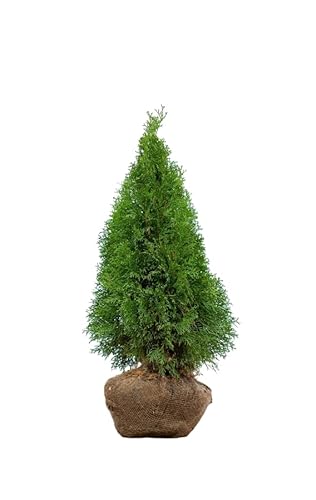 Lebensbaum ‚Smaragd‘ – Thuja occidentalis – Heckenpflanze – Auswahl der Höhe 60–225 cm – immergrün & robust – ideal für dichte Hecken und Sichtschutz (Variante 60-80cm) von Generisch