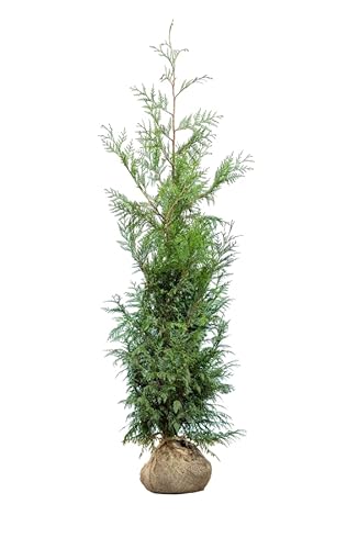 Lebensbaum ‚Martin‘ – Thuja plicata – Heckenpflanze – Auswahl der Höhe 60–200 cm – immergrün & robust – ideal für Sichtschutz und dichte Hecken (Variante 150-175cm) von Generisch