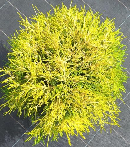 Leuchtend gelbe Scheinzypresse Chamaecyparis pisifera -Filifera Aurea 30-40 cm winterhart Freilandaufzucht von Generisch