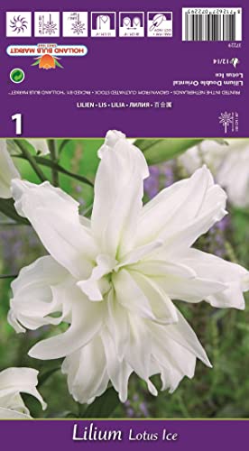 Lilienzwiebeln : Lilien Lilium orientalis Gefüllte Orientalische Lilie " Lotus Ice " 1 Blumenzwiebeln von Generisch