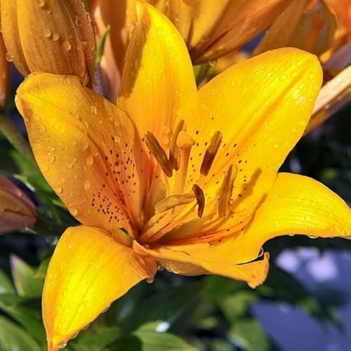 Lilienzwiebeln Asiatische Lilie große Zwiebeln Onion Lilium Knolle Winterhart Frische mehrjährig duftenden Prachtblüten (Cordelia) von Generisch