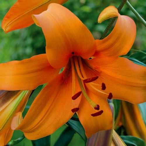 Lilienzwiebeln Baumlilie Riesenlilien Lilium Zwiebeln Onion Knollen Winterhart Frische mehrjährig duftenden Prachtblüten (Orange Space) von Generisch