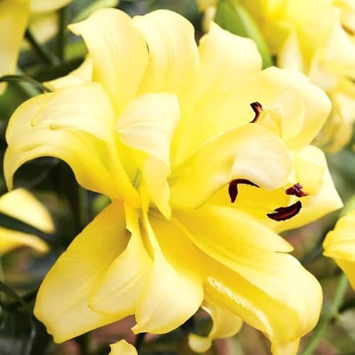 Lilienzwiebeln Baumlilie Riesenlilien Lilium Zwiebeln Onion Knollen Winterhart Frische mehrjährig duftenden Prachtblüten Hochgewachsene Lilie (Exotic Sun- volle Lilie) von Generisch