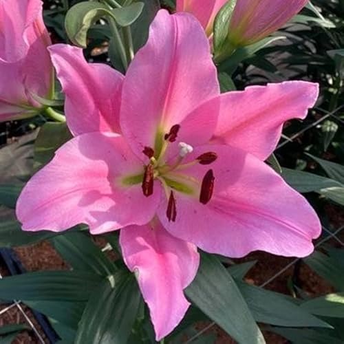 Lilienzwiebeln Baumlilie Riesenlilien Orientalische Asiatische Lilie Lilium Zwiebeln Onion Knollen Winterhart Frische mehrjährig duftenden Prachtblüten (Dharini) von Generisch