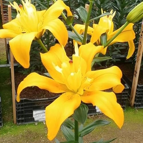 Lilienzwiebeln Roselilly Vollelilly Volle Lilium Zwiebeln Onion Knollen Winterhart mehrjährig duftenden Prachtblüten Hochgewachsene Schöne Lilie als Rose Vollblüte gefüllte (LA Backhand) von Generisch