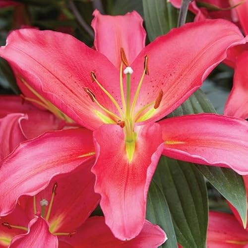 Lilienzwiebeln orientalische Lilie Lilium Zwiebeln Onion Knollen Winterhart Frische mehrjährig duftenden Prachtblüten Hochgewachsene Lilie (Rot XXL) von Generisch