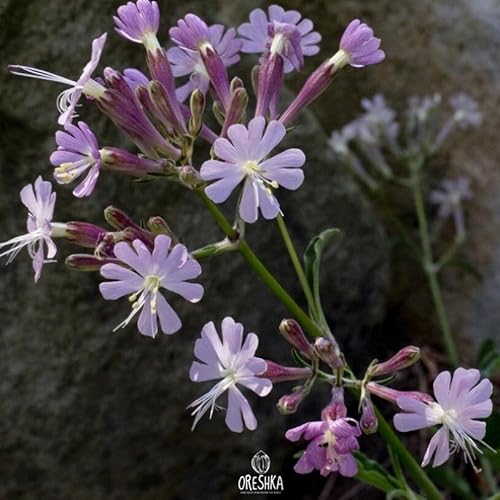 Melandrium noctiflorum Fr, 50+ Stück, frische Samen, Silene noctiflora L, Nachtblühende Fangfliege, Nachtblühsilene, klammige Herzmugel, Blume von Generisch