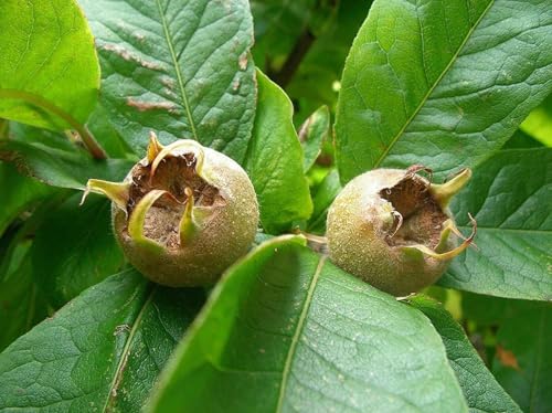 Mispel Mespilus germanica Pflanze 45-50cm echte Mispel Asperl Mispelche Dürgen Mispel Mespilus germanica Pflanze 45-50cm echte Mispel Asperl Mispelche Dürgen von Generisch