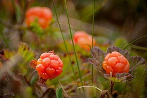 Moltebeere Rubus chamaemorus Pflanze 5-10cm Bernstein-Beere Torfbeere Rarität von Generisch