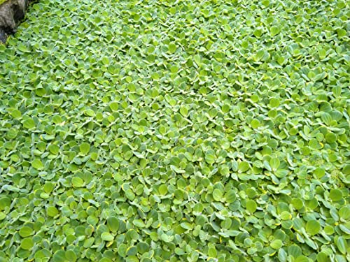 Muschelblume Pistia stratiotes 5 Stc. 6-10cm Schwimmpflanze Aquarium Teich Wassersalat von Generisch