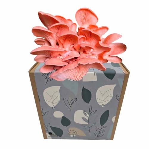 Myko Manufaktur Myko-Box Pilzzucht-Set – Rosenseitling – Grow Kit für zuhause – edle Designer-Boxen (Pastellwald) von Generisch