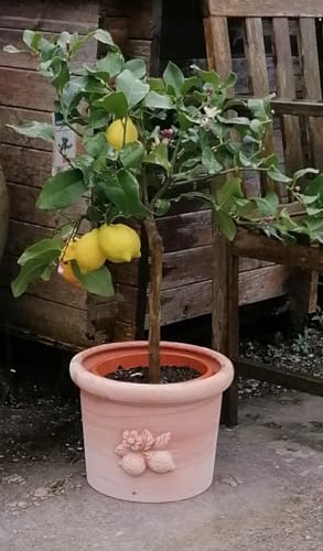Generisch NEU !! Wunderschöner Original Italienischer hochwertiger Blumentopf ø 29 mit Zitronenzweig aus Terrakotta Terracotta Pflanztopf Übertopf Kübel Garten Deko Mediterran von Generisch
