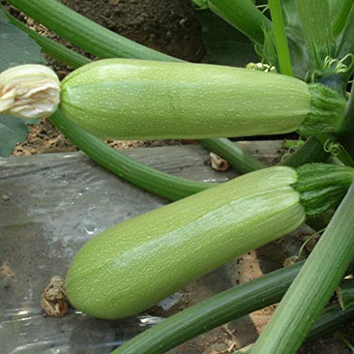 NO-GMO 30 Samen, Sommer Kürbis Grüne Zucchini, Gemüse Garten Samen Heirloom Samen von Generisch