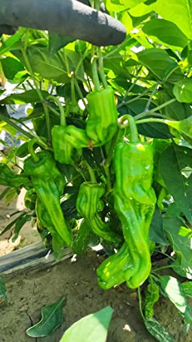 NO-GMO 35 Samen, Grüner Pfeffer Hot Chili Pfeffer Samen Gemüse Garten Samen Heirloom Samen von Generisch