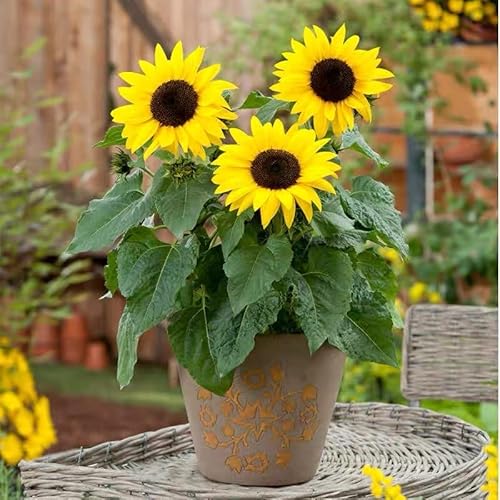 NO-GMO 45 Samen, Mini Sonnenblumen Samen Dwarf Sonnenblumen Gartensamen Heirloom Samen von Generisch