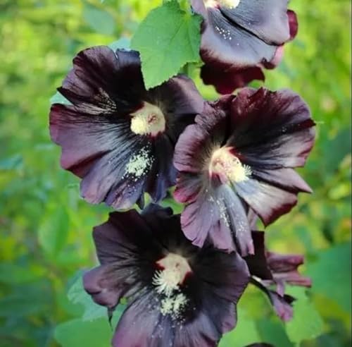 NO-GMO 80 Samen, Single Hollyhock Black Choclate Blume Seed Border Flower Zaun Grenze Kanten Pflanzen Heirloom Samen von Generisch