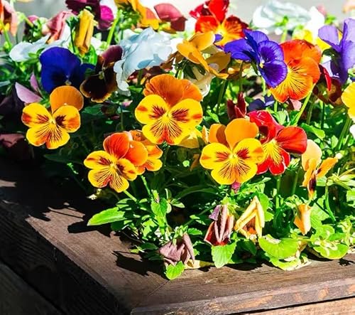 NO-GMO 90 Samen, Pansy Viola Winter Flowering Mixed Gardening Seed Heirloom Samen von Generisch