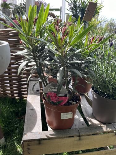 Nerium Oleander Pflanze, Rote Blüten, Mediterraner Gartenstrauch 30-50cm Nerium Oleander Pflanze, Rote Blüten, Mediterraner Gartenstrauch 30-50cm von Generisch