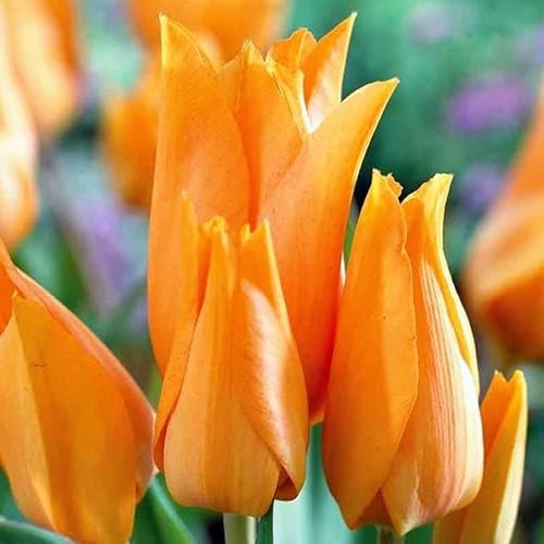 Niedrige Kleinwüchsige Tulpen Tulpenzwiebeln Onion Farbe Sorte zur Auswahl Knollen winterhart mehrjährig Tulpe (Preastans Shogun 5 Stk.) von Generisch