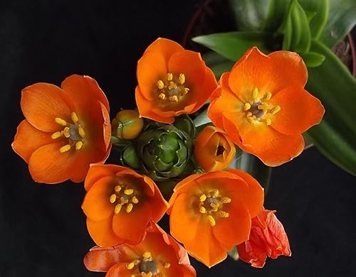 Ornithogalum dubium - Orangefarbener Milchstern 5 Blumenzwiebeln von Generisch