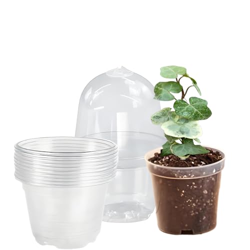 Pack of 10 Propagation Pots with Lid, 10 cm, Propagati-on Pots with Moisture Dome, Plant Po-ts Diameter 10 cm, Round Propag-ation Pot, Transparent Plastic Propa-gation Pot-s for Succulents, Seeds Pack of 10 Propagation Pots with Lid, 10 cm, Propagati-on Pots with Moisture Dome, Plant Po-ts Diameter 10 cm, Round Propag-ation Pot, Transparent Plastic Propa-gation Pot-s for Succulents, Seeds von Generisch