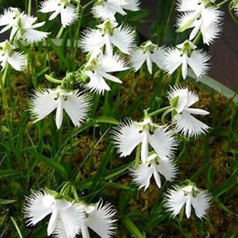 Pecteilis Blumensamen 100 Stück Weiß von Generisch