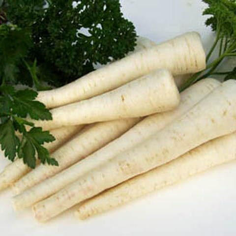 Petersilienwurzel Fakir 5 g Züchtersaat Petersilienwurzel Fakir 5 g Züchtersaat von Generisch