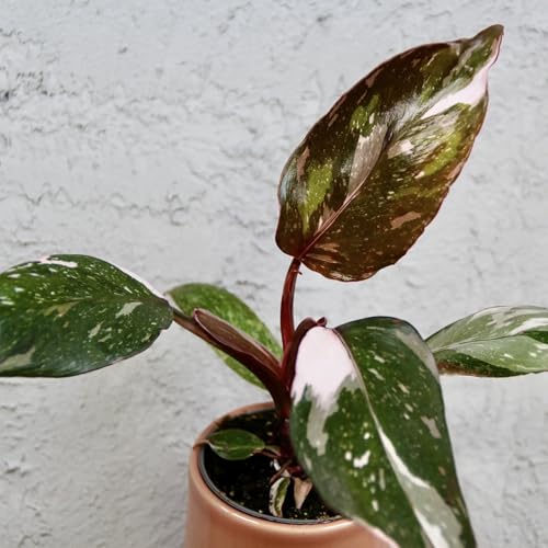 Philodendron Red Anderson baby von Generisch