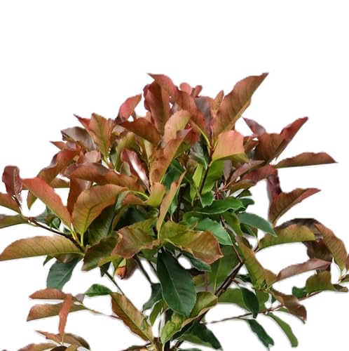 Photinia fraseri 'red Select' Glanzmispel 100-125 cm winterhart Freilandaufzucht von Generisch