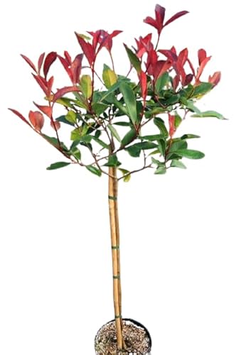 Photinia xfraseri 'red Robin' Glanzmispel Hochstamm 80-100 cm von Generisch