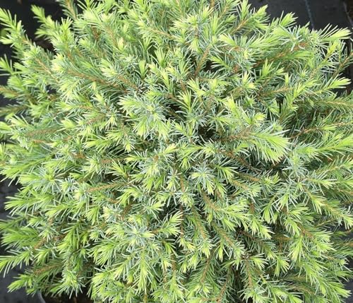 Picea omorika 'Little Boy' Zwerg-Serbien Fichte 80-100 cm winterhart Freilandaufzucht Picea omorika 'Little Boy' Zwerg-Serbien Fichte 80-100 cm winterhart Freilandaufzucht von Generisch