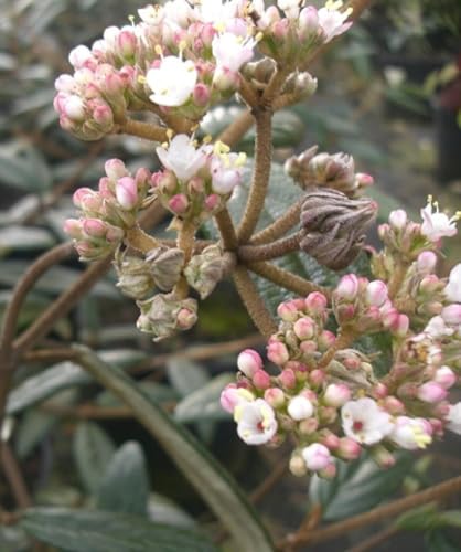 Prager Schneeball 'Viburnum Pragense' immergrün 40-60 cm winterhart Freilandaufzucht von Generisch