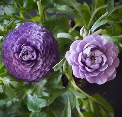 Ranunkelnzwiebeln : Ranunculus Ranunkel " violett " 5 Blumenzwiebeln/Rhizome von Generisch