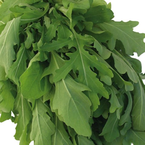 Rauke Salatrauke Rucola 5 g Züchtersaat für 10 m² von Generisch