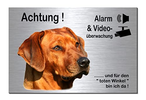 Rhodesian Ridgeback-Alarm + Videoüberwachung-Hund-Schild-Hundeschild-300 x 200 x 3 mm-Aluminium Edelstahloptik-Hunde-Tierschild-Warnschild-Hinweisschild (133-37 ohne Löcher) von Generisch
