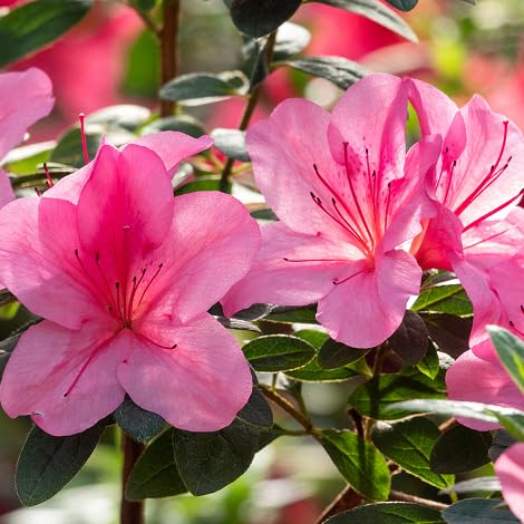 Rhododendron-Azalee-Blumensamen 100 Stück Rosa von Generisch