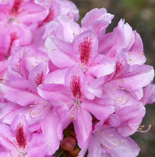 Rhododendron Hybride " furnivals daughter " Alpenrose 50-70 cm hoch von Generisch