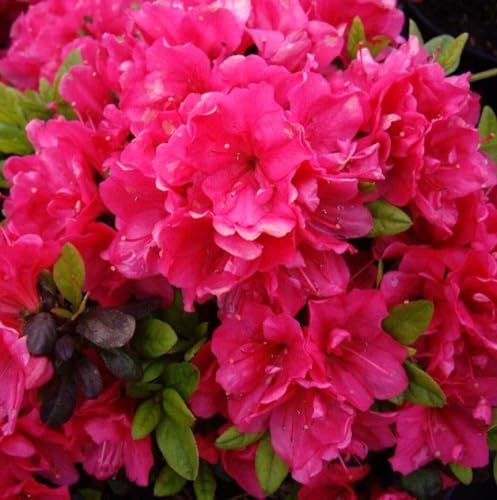 Rhododendron obtusum 'Canzonetta' 20-25 cm Japanische Azalee Alpenrose von Generisch