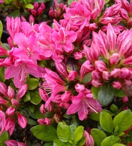 Rhododendron obtusum 'Kermesina' 60-80 cm Japanische Azalee Alpenrose rosa winterhart Freilandaufzucht von Generisch