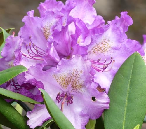 Rhododendron yakushimanum 'Bohlken's Lupinenberg' Japanische Azalee 60-70 cm winterhart Freilandaufzucht von Generisch