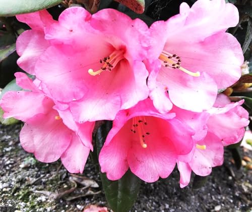Rhododendron yakushimanum 'Debbie Dane' Japanische Azalee 40-50 cm winterhart Freilandaufzucht von Generisch