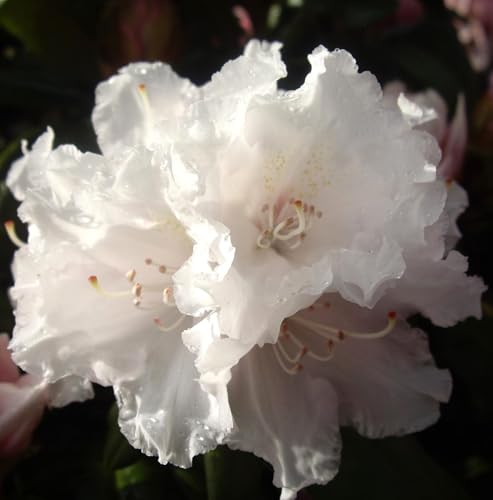 Rhododendron yakushimanum 'Falling Snow' Japanische Azalee 30-40 cm winterhart Freilandaufzucht von Generisch