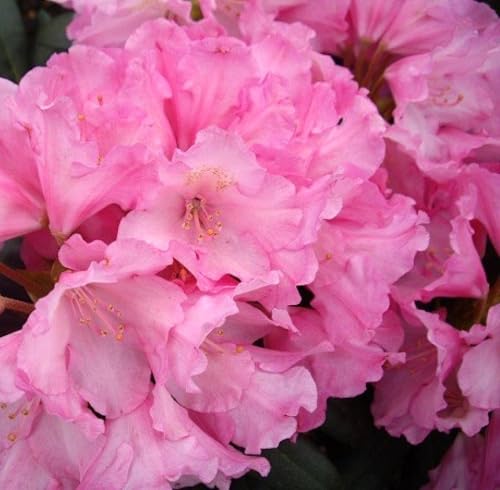 Rhododendron yakushimanum 'Kalinka' Japanische Azalee 40-50 cm winterhart Freilandaufzucht von Generisch