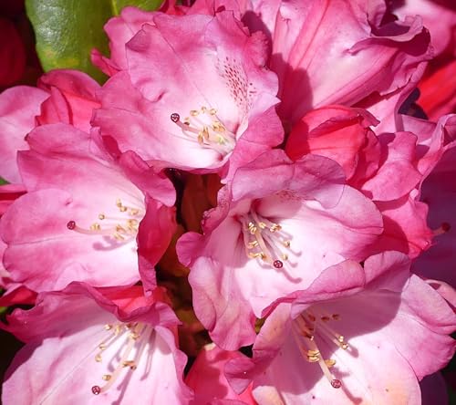 Rhododendron yakushimanum 'Morgenrot' Japanische Azalee 40-50 cm winterhart Freilandaufzucht von Generisch