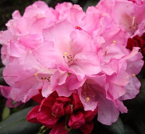 Rhododendron yakushimanum 'Polaris' Japanische Azalee 50-60 cm winterhart Freilandaufzucht Rhododendron yakushimanum 'Polaris' Japanische Azalee 50-60 cm winterhart Freilandaufzucht von Generisch